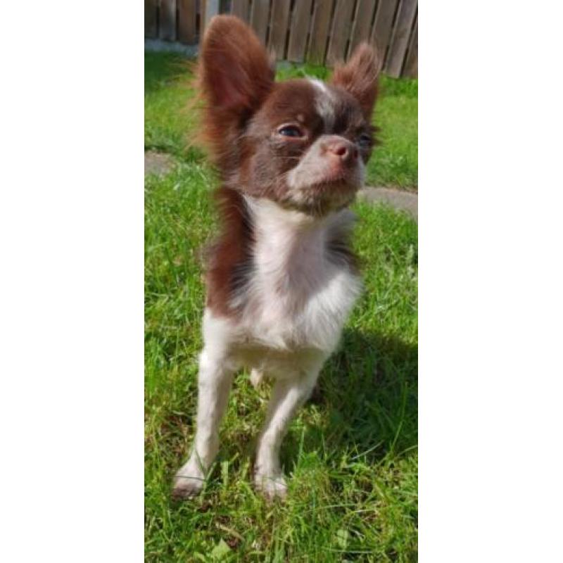Chihuahua choco bont reutje