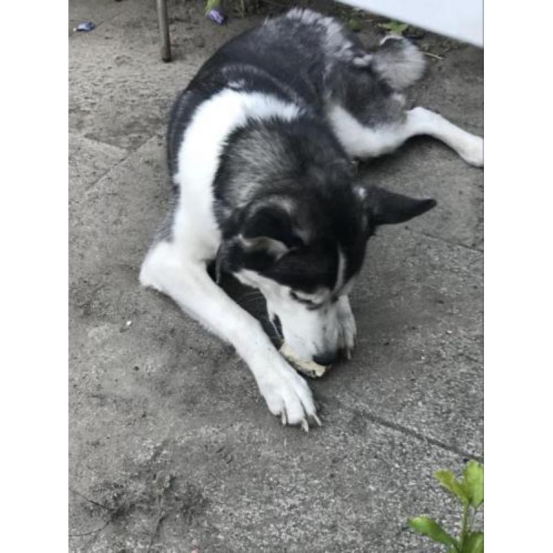 Frosty - husky / zoekt een nieuw thuis