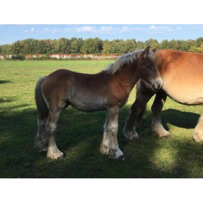 Trekpaard merrie veulens/1 en 2jarige tinkers