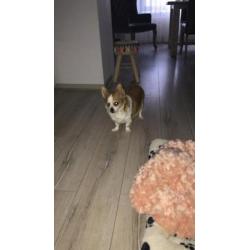 Chihuahua 6 jaar mannetje
