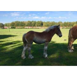 Trekpaard merrie veulens/1 en 2jarige tinkers