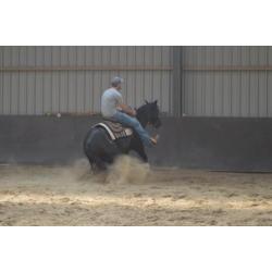 4 jarige quarter horse ruin