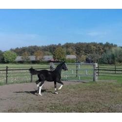 Gelderse zwart bles merrie veulen