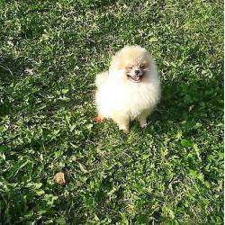 Prachtig Teefje Pomeranian/Pomeriaan/Dwergkeesje/FCI