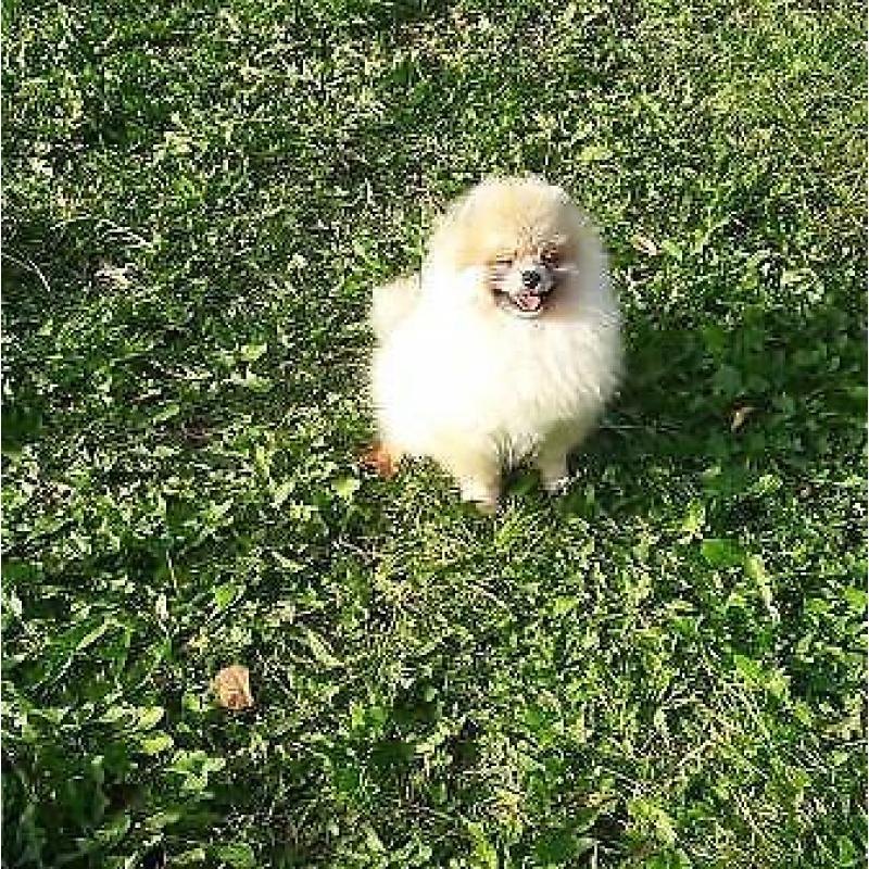 Prachtig Teefje Pomeranian/Pomeriaan/Dwergkeesje/FCI