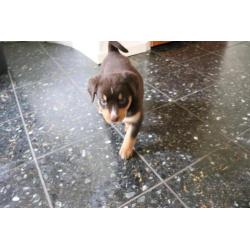 Appenzeller Sennen pups, 1/4 Berner sennen