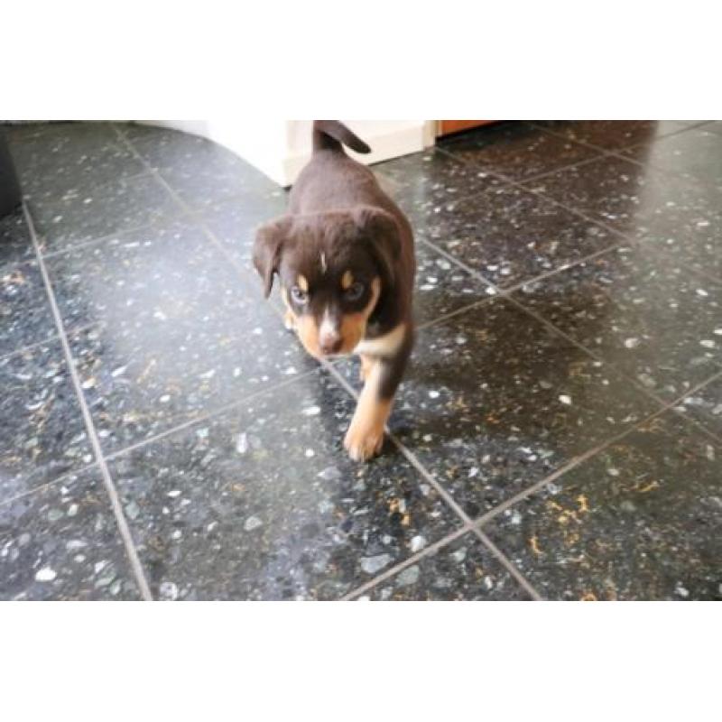 Appenzeller Sennen pups, 1/4 Berner sennen