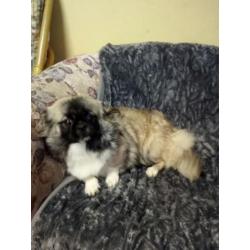 Pekingees Teefje