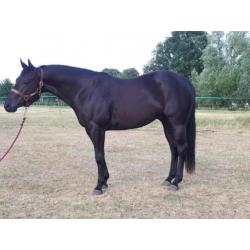 4 jarige quarter horse ruin