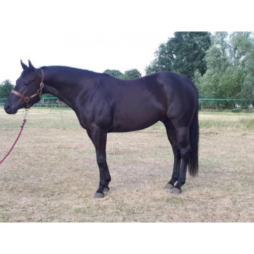 4 jarige quarter horse ruin