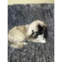 Pekingees Teefje