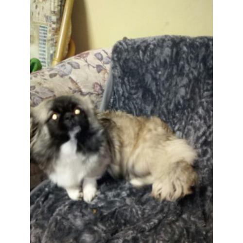 Pekingees Teefje