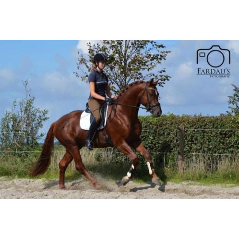 3 jarige KWPN hengst (Eye Catcher x Special D)