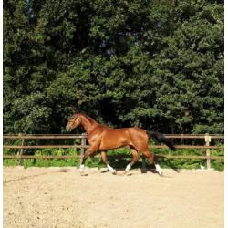 Zeer mooie en Brave Merrie