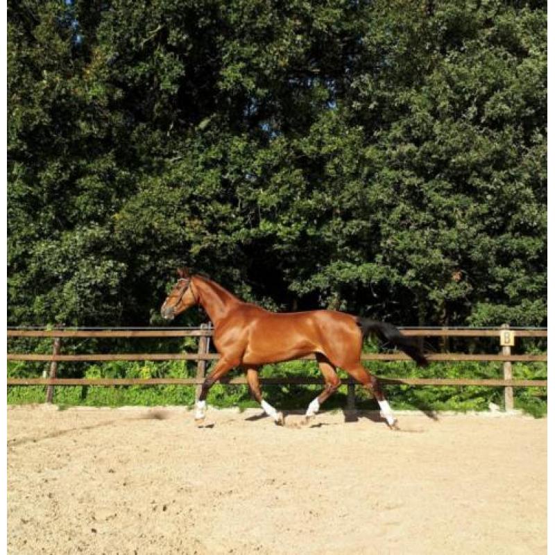 Zeer mooie en Brave Merrie