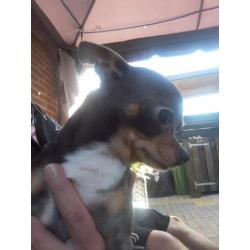 Raszuiver chihuahua reutje