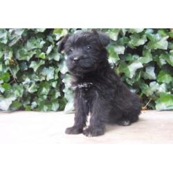 doodle poedel schnauzer middelslag