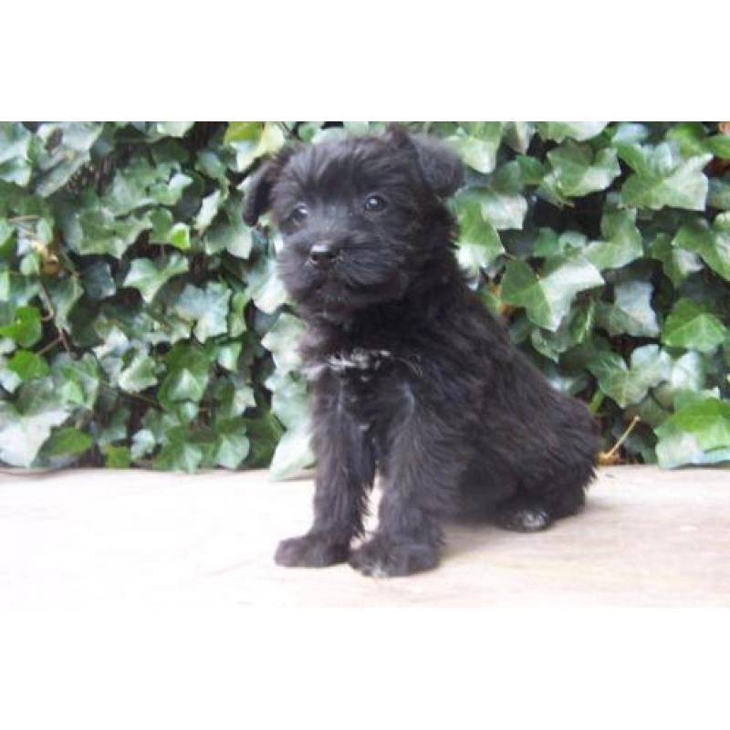 doodle poedel schnauzer middelslag