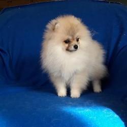 Prachtig Teefje Pomeranian/Pomeriaan/Dwergkeesje/FCI
