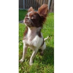 Chihuahua choco bont reutje