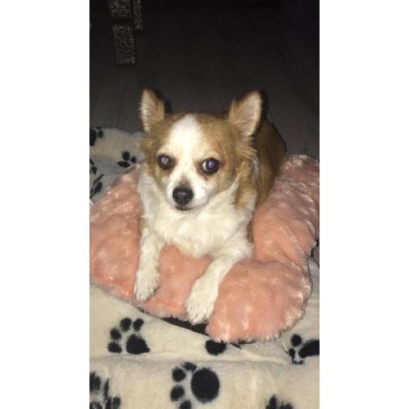Chihuahua 6 jaar mannetje