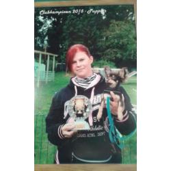 Gecastreerde chihuahua