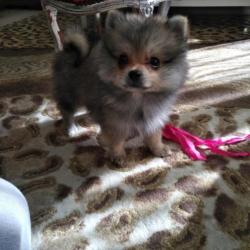 Pomeriaan mini beer pup met FCI stamboom uit Nederland