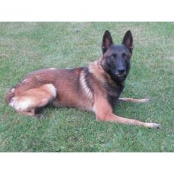 Mechelse herder afgerichte politiehond top verdedingenshond