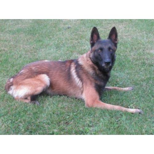 Mechelse herder afgerichte politiehond top verdedingenshond