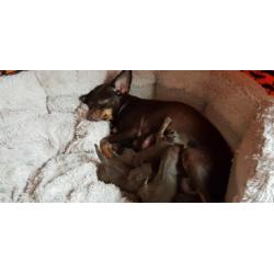 Kleine ras honden