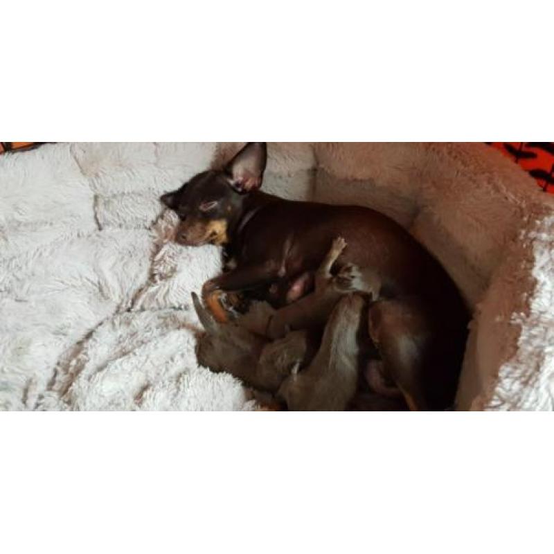 Kleine ras honden