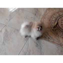 Prachtig Teefje Pomeranian/Pomeriaan/Dwergkeesje/FCI