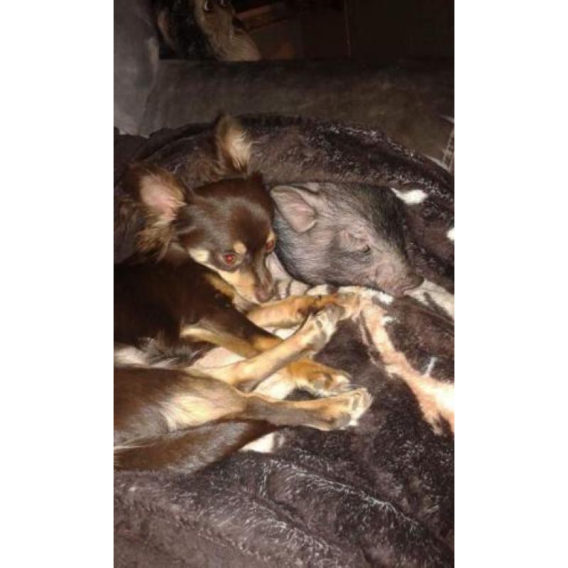 Gecastreerde chihuahua