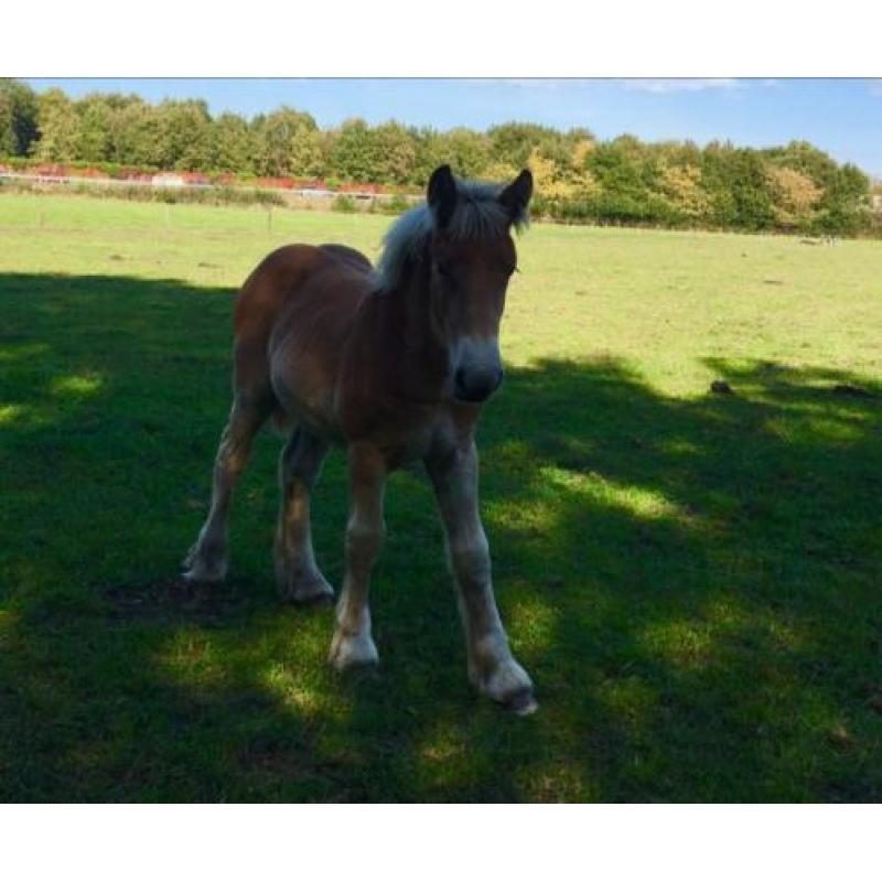 Trekpaard merrie veulens/1 en 2jarige tinkers