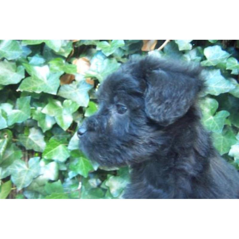 doodle poedel schnauzer middelslag
