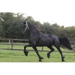 ** Prachtige Friese Eyecatcher **