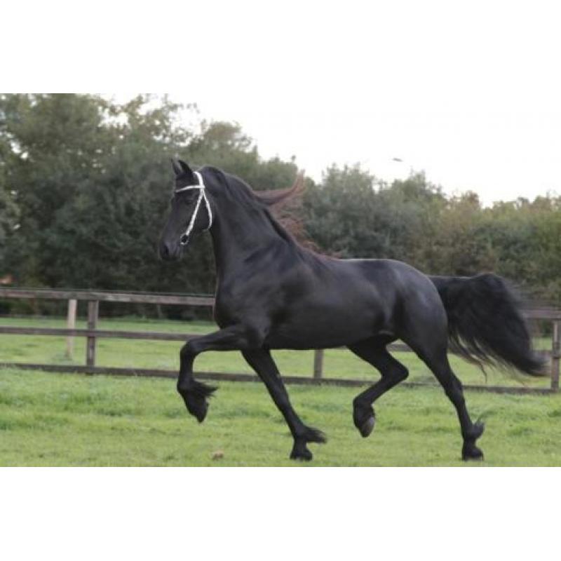 ** Prachtige Friese Eyecatcher **