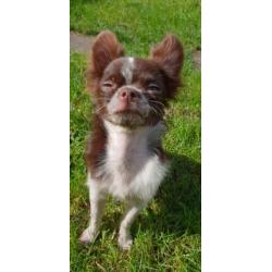 Chihuahua choco bont reutje