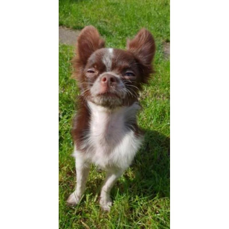 Chihuahua choco bont reutje